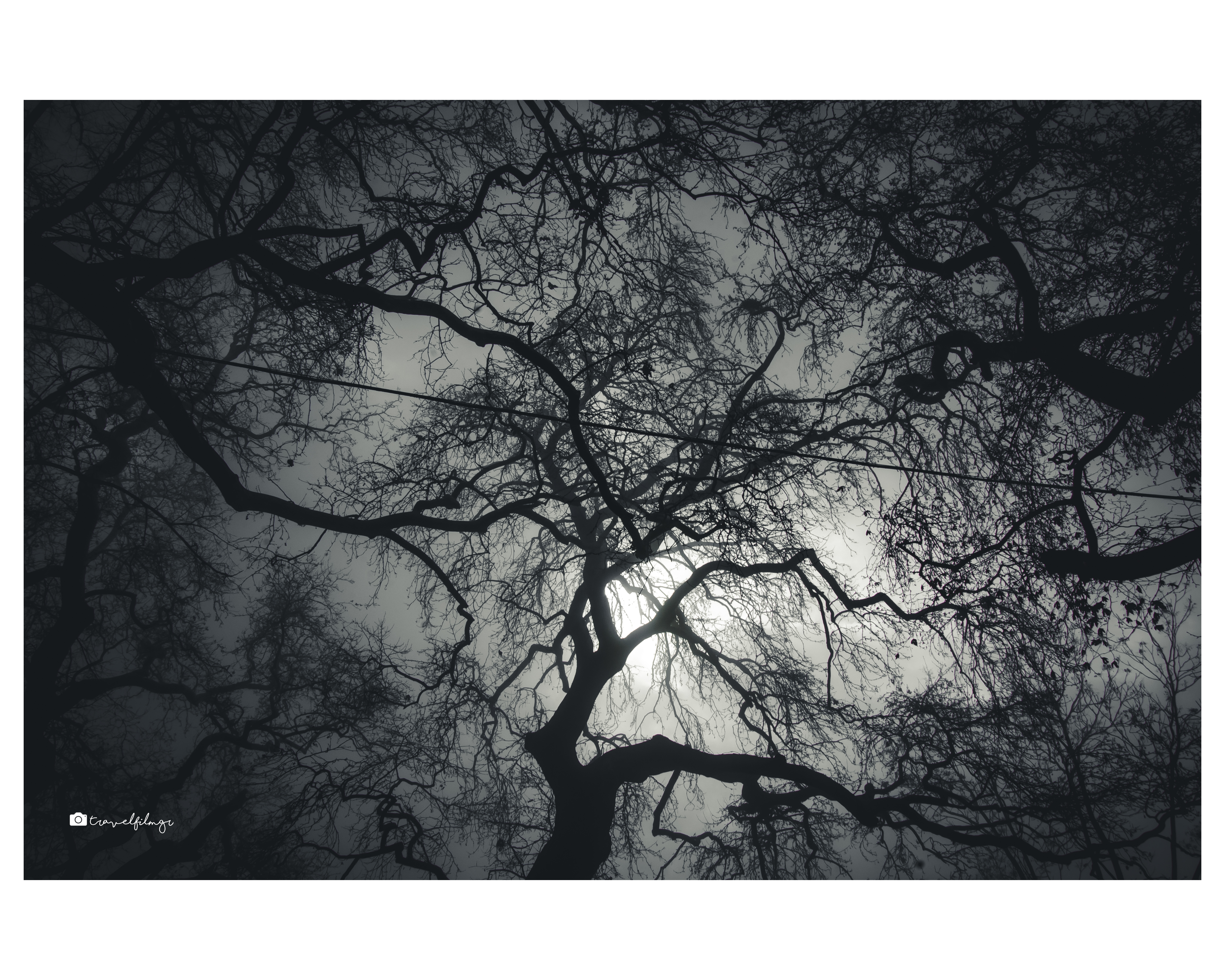 Branches in the Light